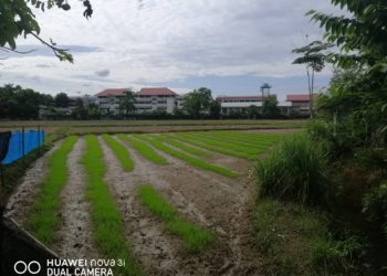 ขายที่ดิน 6 ไร่ เชียงราย ติดไร่บุญรอด ใกล้วัดร่องขุน