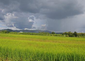 [ขาย] ที่ดิน เนื้อที่ 6 ไร่ 1งาน 35 ตรว. 6.5 ล้าน ต.ห้วยทราย อ.สันกำแพง เชียงใหม่