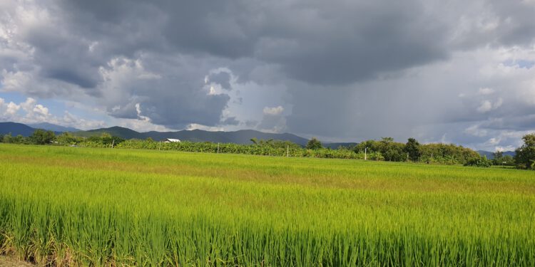 [ขาย] ที่ดิน เนื้อที่ 6 ไร่ 1งาน 35 ตรว. 6.5 ล้าน ต.ห้วยทราย อ.สันกำแพง เชียงใหม่