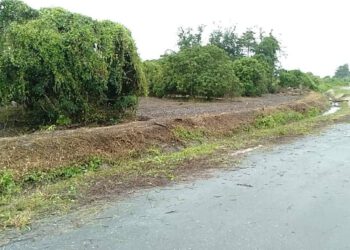 [ขาย] ที่ดินสวนลำไย น้ำดิบ ป่าซาง จ.ลำพูน 3.2ล.