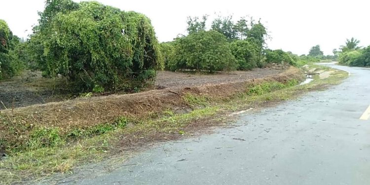 [ขาย] ที่ดินสวนลำไย น้ำดิบ ป่าซาง จ.ลำพูน 3.2ล.