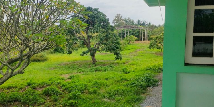 [ ขายบ้าน ] เนื้อที่ 9 ไร่ 38 ตรว. 8.9 ล้าน ใกล้วัดสันมะโก ต.บ้านแป้น อ.เมือง จ.ลำพูน