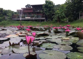 [ขาย] ที่ดิน 4 ไร่ 1 งาน พร้อมบ้านพักตากอากาศ จ.ลำพูน (วิวหลักล้าน ธรรมชาติสุดๆ) 6.5 ล้าน