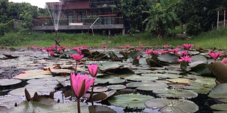 [ขาย] ที่ดิน 4 ไร่ 1 งาน พร้อมบ้านพักตากอากาศ จ.ลำพูน (วิวหลักล้าน ธรรมชาติสุดๆ) 6.5 ล้าน